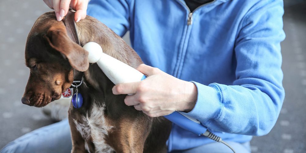 NeuroStim für Kleintiere