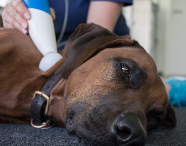 Neurostim am Hund